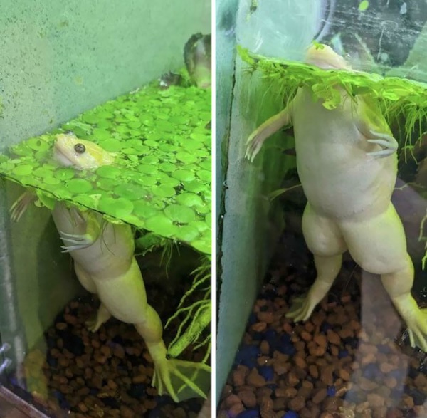 These slimy lil guys make the world go round! Frogs, that is.
