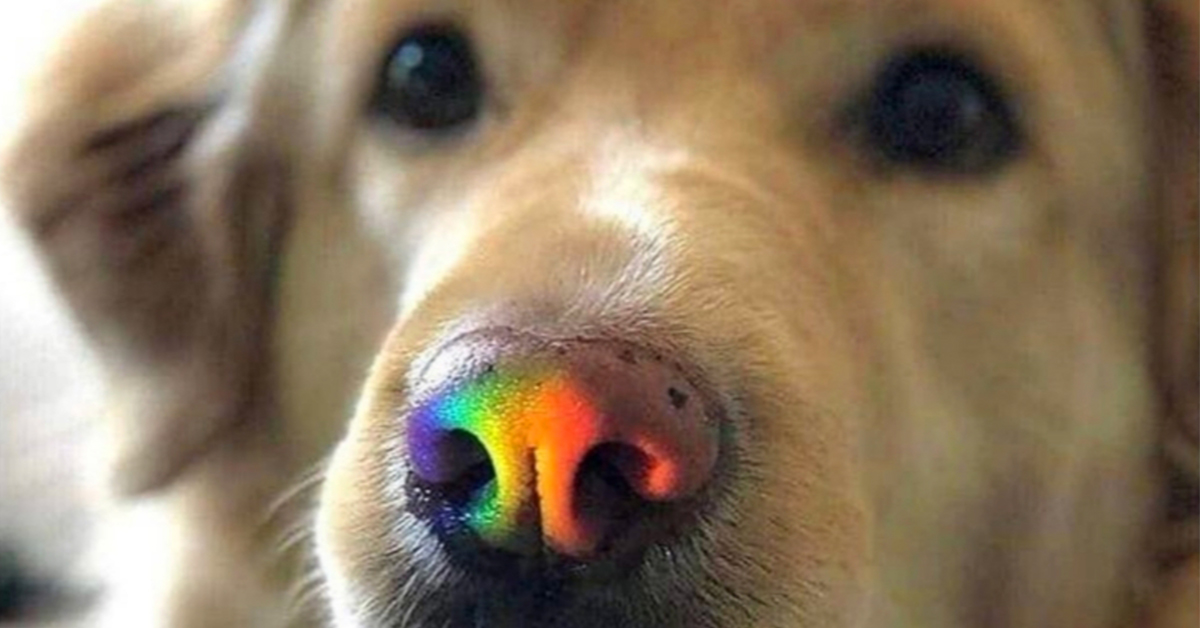 Daily Afternoon Randomness | Random Memes, Photos & Gifs - theCHIVE