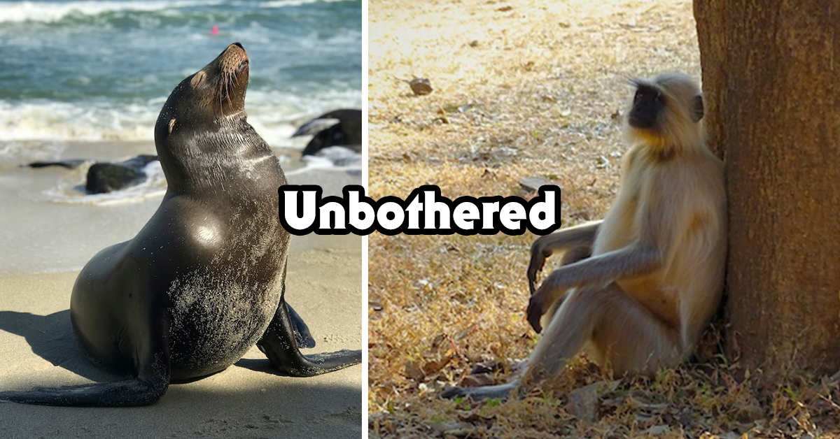 Unbothered animals who couldn’t care less (25 Photos)