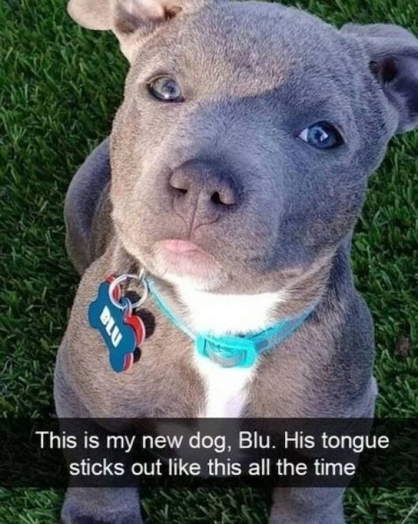 Dog Memes For The Furry Friends In Our Lives dog-memes-for-the-furry-friends-in-our-lives