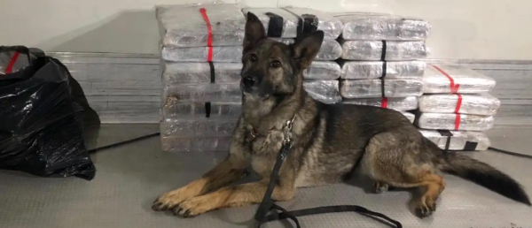Law Enforcement Dogs Who Did a GOOD JOB!