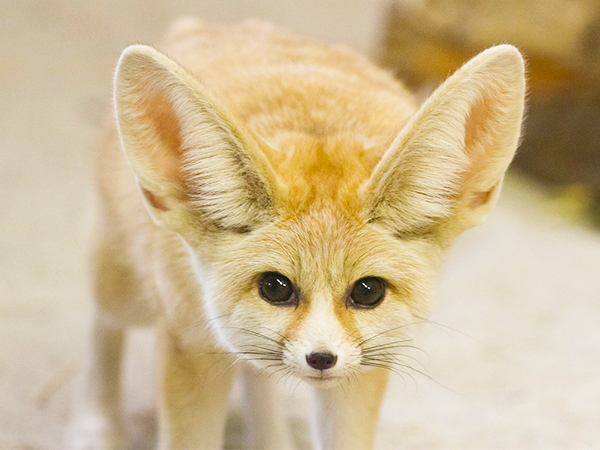 13 Fennec Fox facts for crushing your next bar trivia night