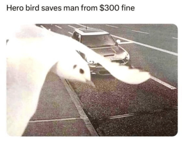 Your Weekly Dose of Happy Wholesome!