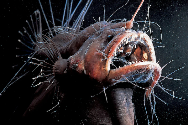 These Freakish Animals will Give You the Heebie Jeebies