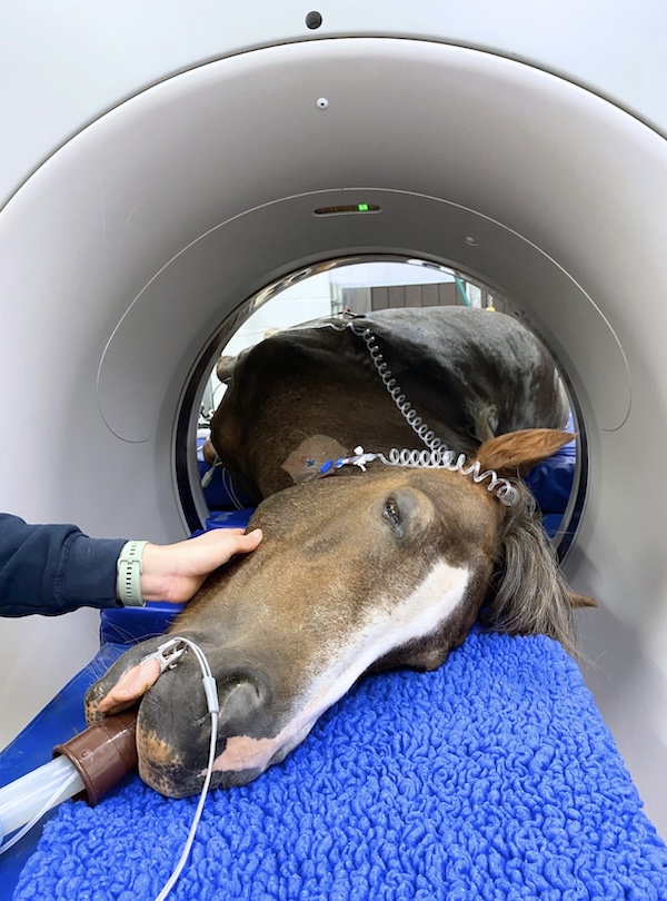 Animals X-rays require very odd positions