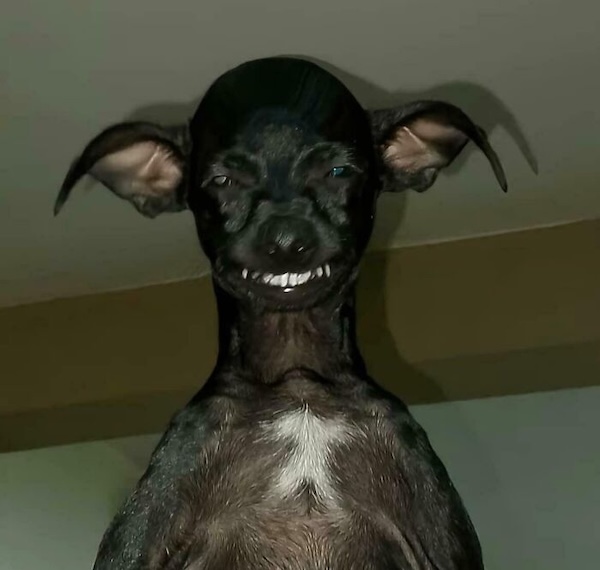 Cryptid Canine Cuties Caught on Camera (32 Photos)