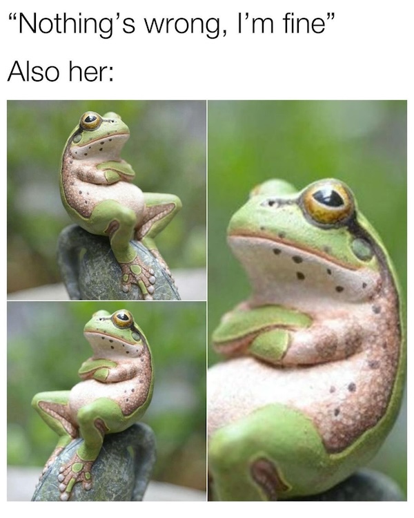 These frog memes are ribbeting...get it?