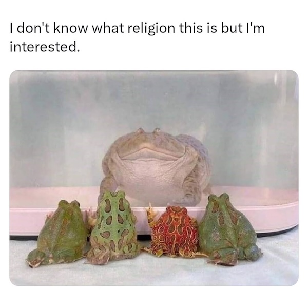 These frog memes are ribbeting...get it?