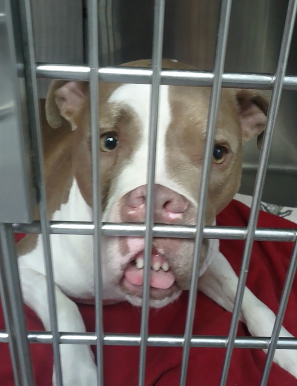 These animals are zonked & zooted after their vet visits