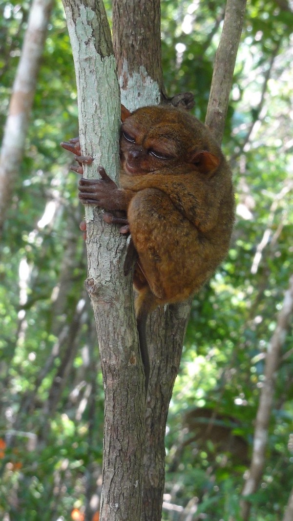 Enjoyable day? How about some bad news PLUS ugly animals?