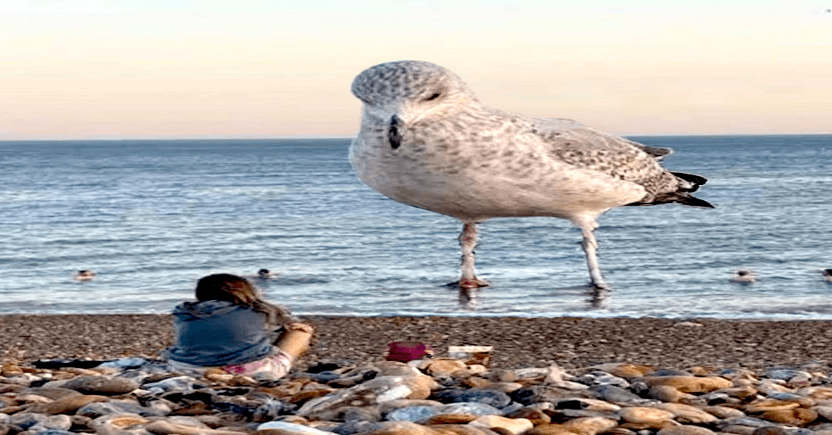 Daily Afternoon Randomness | Random Memes, Photos & Gifs - theCHIVE