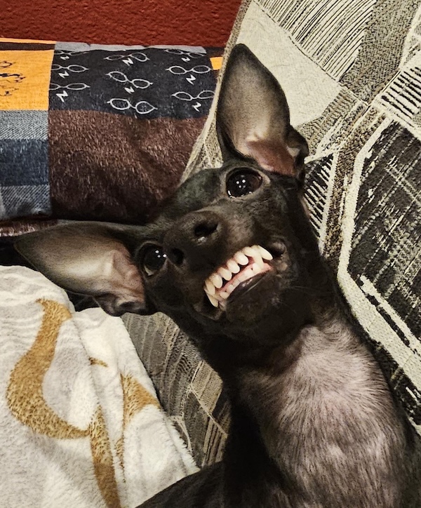 Dog, or a highly-classified government cryptid... you decide