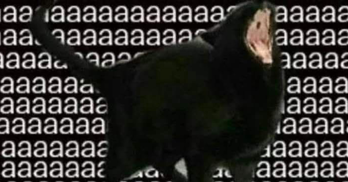 Daily Afternoon Randomness | Random Memes, Photos & Gifs - theCHIVE