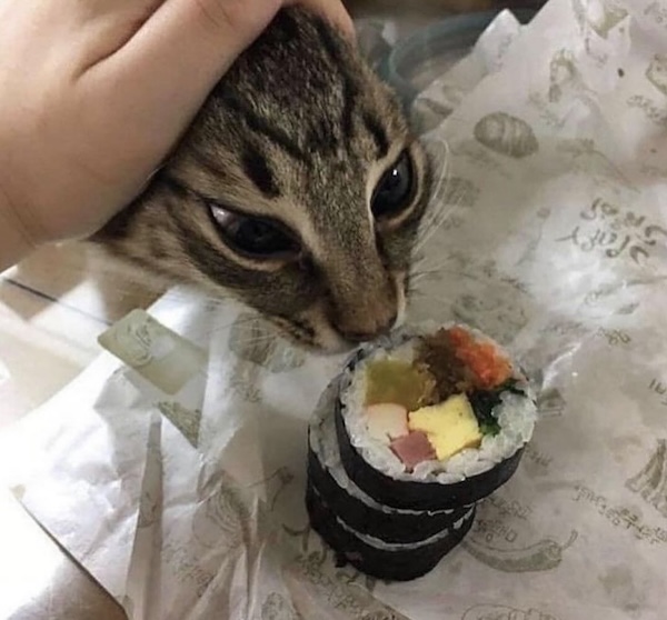 Silly Stupid Memes for Snoozy Saturday Sloths (26 Photos)