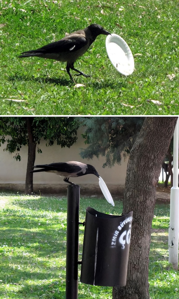Crows are insanely intelligent and will one day take over the world
