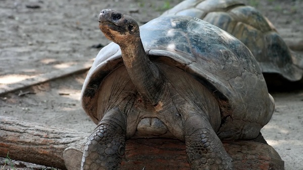 100-Year-Old Endangered Turtles Become First-Time Parents!