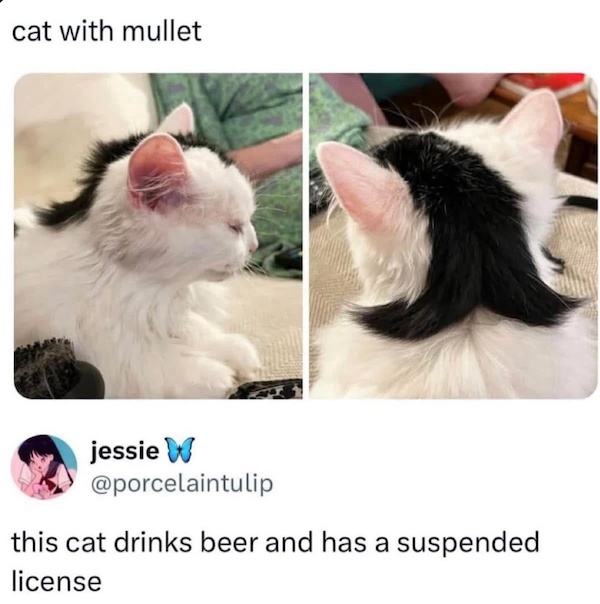 Mind-LESS Meme Best Stupid Funny Logic Photo Caption 2025 New Pictures