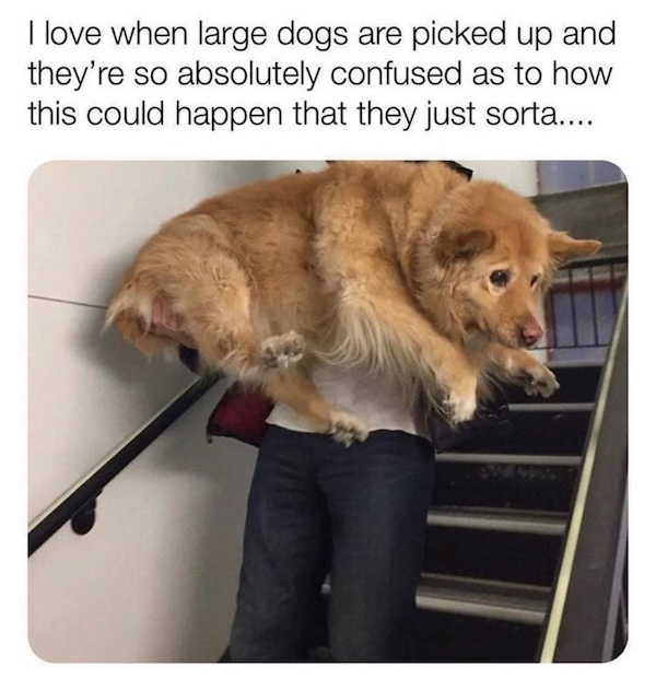dogs-born-to-be-loved-and-memed-in-equal-measure