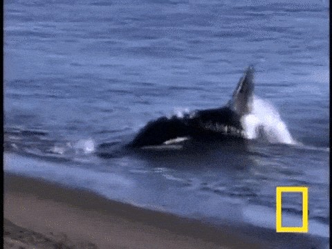 Orca Jumping Out Of Water Gif