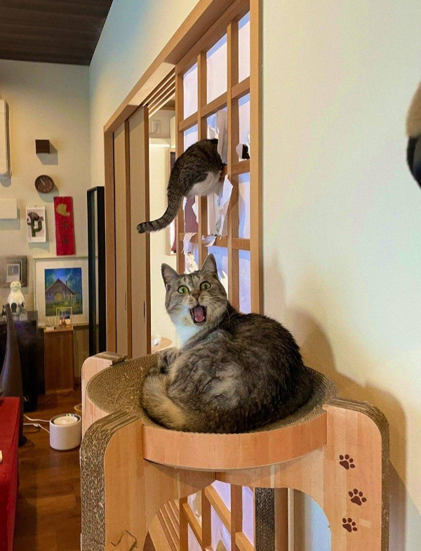 The Cats Run the House, I Don’t Make the Rules!