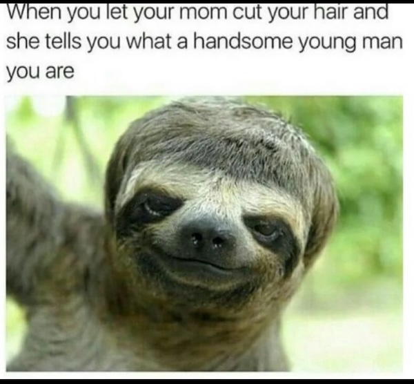 Silly Stupid Memes for Snoozy Saturday Sloths (32 Photos)