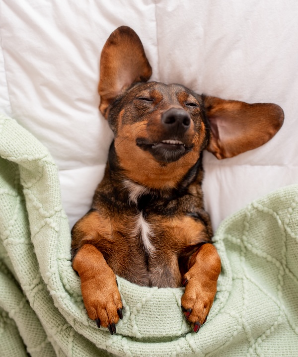 These Snoozy Animals Put the 