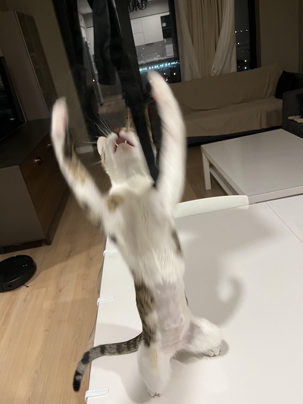 Blurry Cats Live Life One Quarter Meowle At A Time