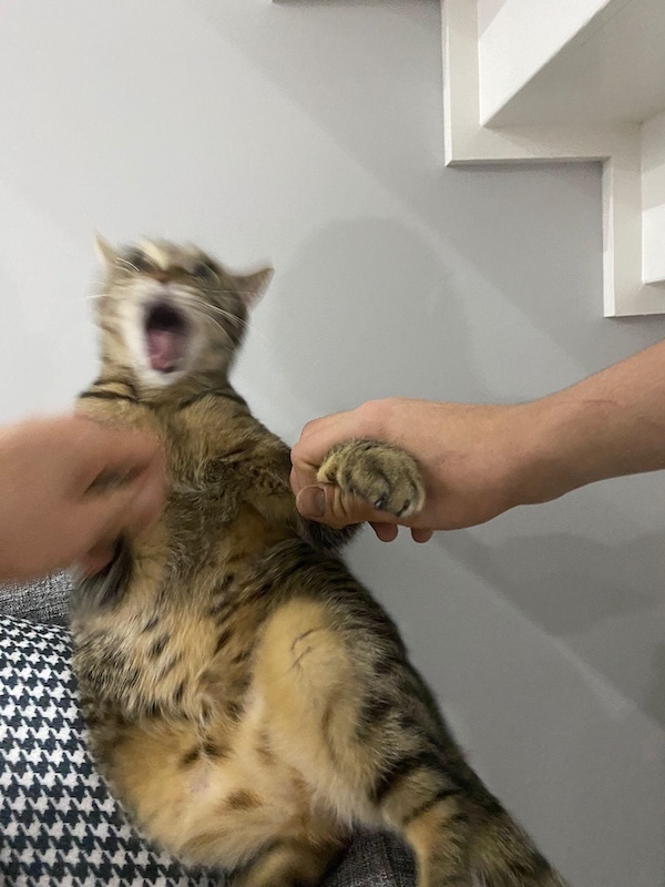 Blurry Cats Live Life One Quarter Meowle At A Time