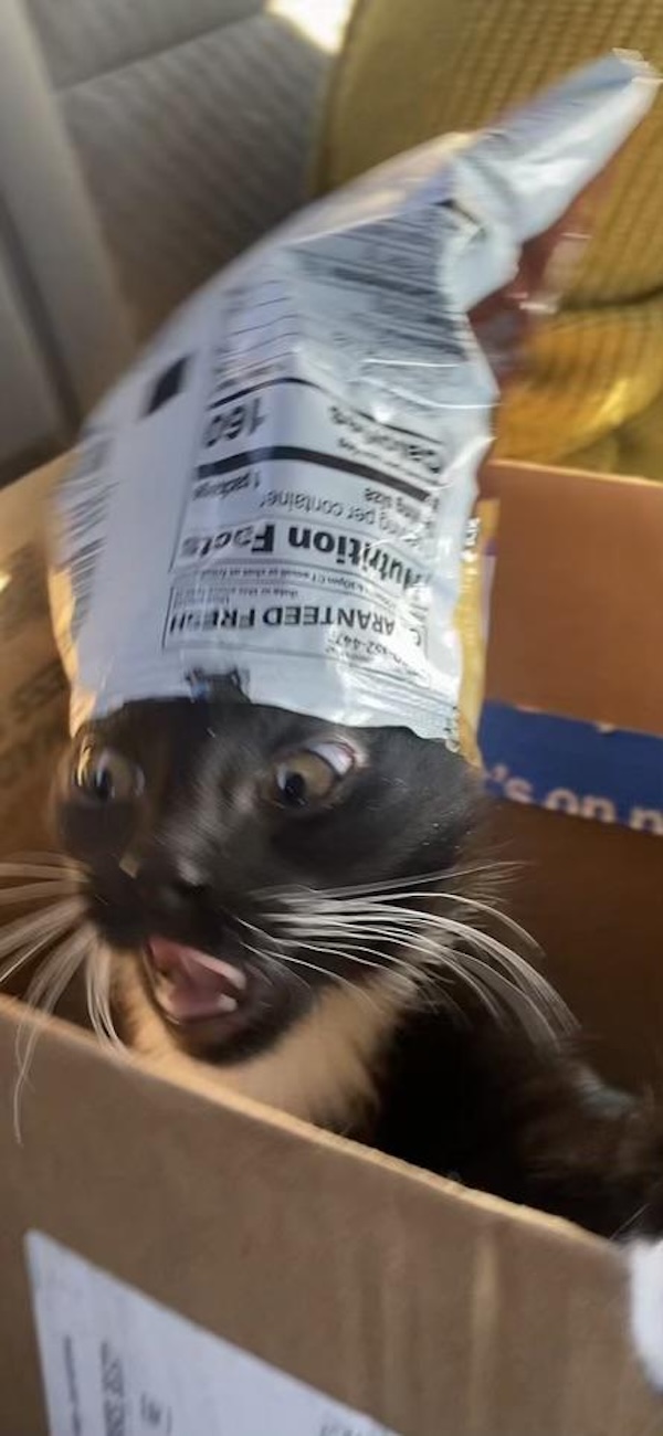 Blurry Cats Live Life One Quarter Meowle At A Time