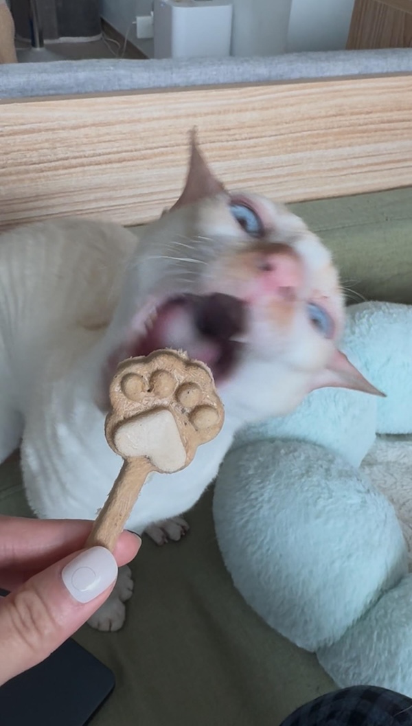 Blurry Cats Live Life One Quarter Meowle At A Time