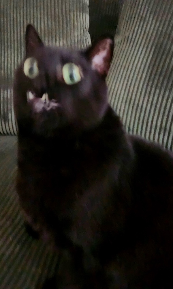 Blurry Cats Live Life One Quarter Meowle At A Time