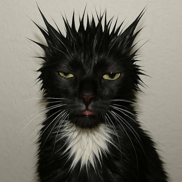 Busting Out Cat Blimey, It’s Saturday! Bring Out the Cats!