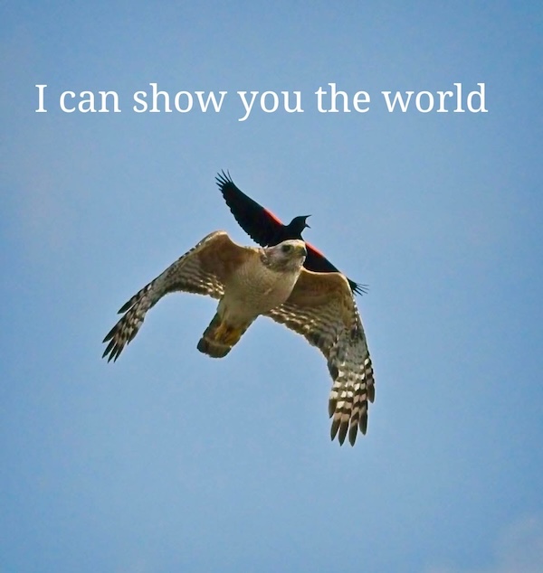 Daily Evening Randomness (Nightcap)