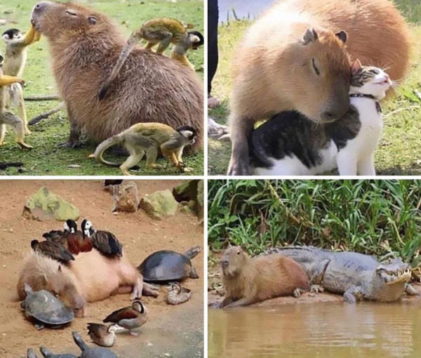 Humanity Always Wins