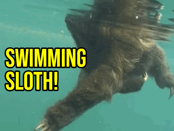 Random Facts Are the Key To… Nothing (15 GIFs)