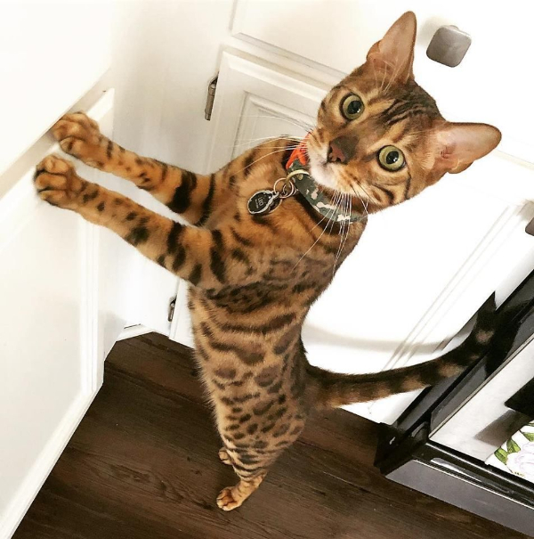 Cat Saturday: Hip Hip Hooray!