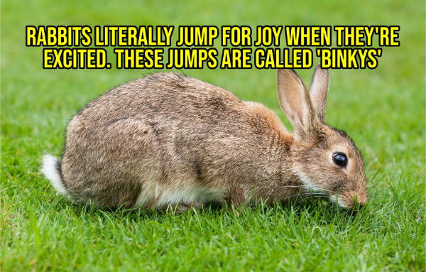 Feeling Down? Happy Facts Have Your Back!