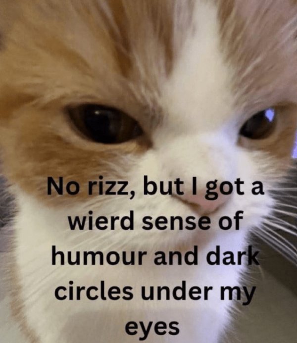 Cat Rizz Winking Don’t Start Saturday Without the Cats!