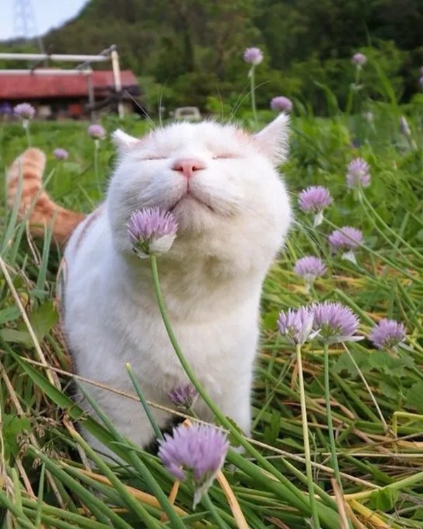 I Believe in Cat Saturday