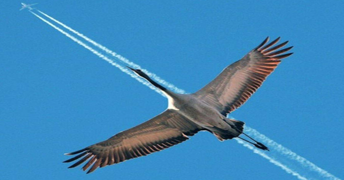 Daily Afternoon Randomness