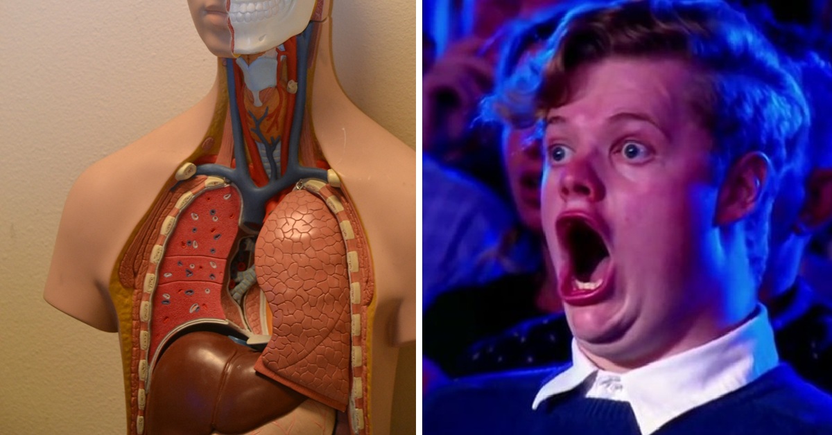 Your Body Is Weirder Than You Think! Fun Facts Inside