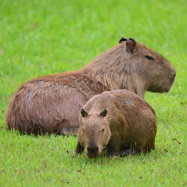 Meet the Animal That’s Literally Friends With Everyone