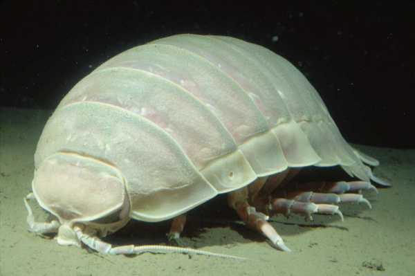 Deep-Sea Creatures That’ll Haunt Your Dreams