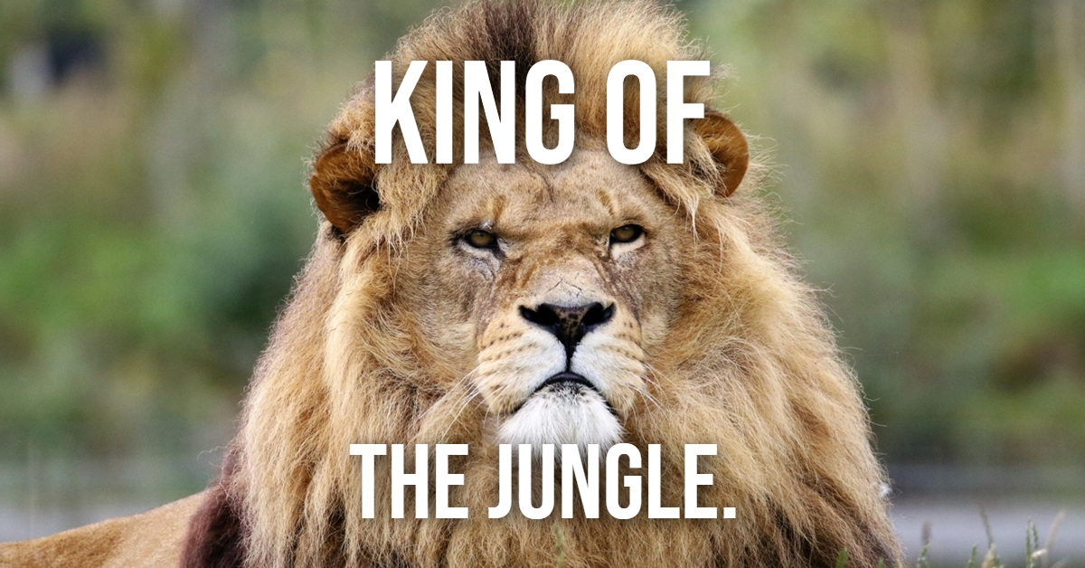 Inside the Pride: Fascinating Lion Facts from the Wild