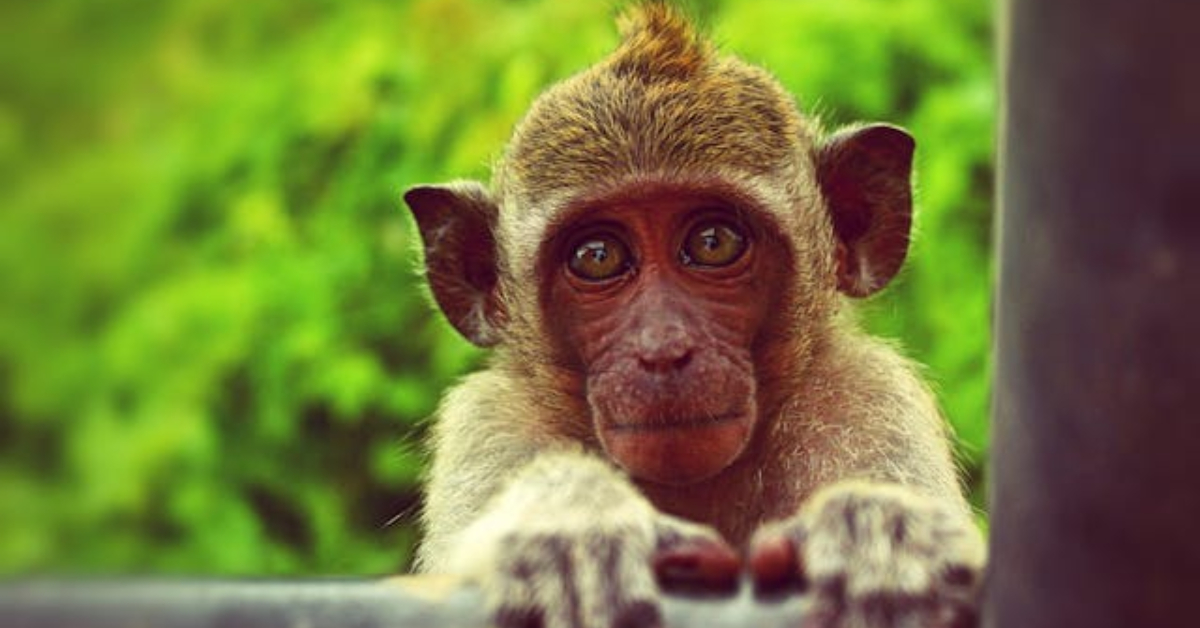 Fascinating Facts About Mischievous Monkeys and Amazing Apes