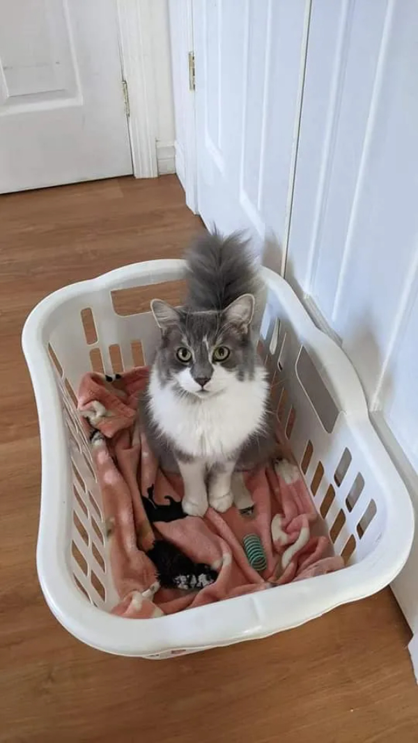 Happy Cat Saturday to Everyone!