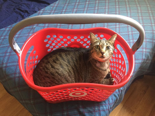 Happy Cat Saturday to Everyone!