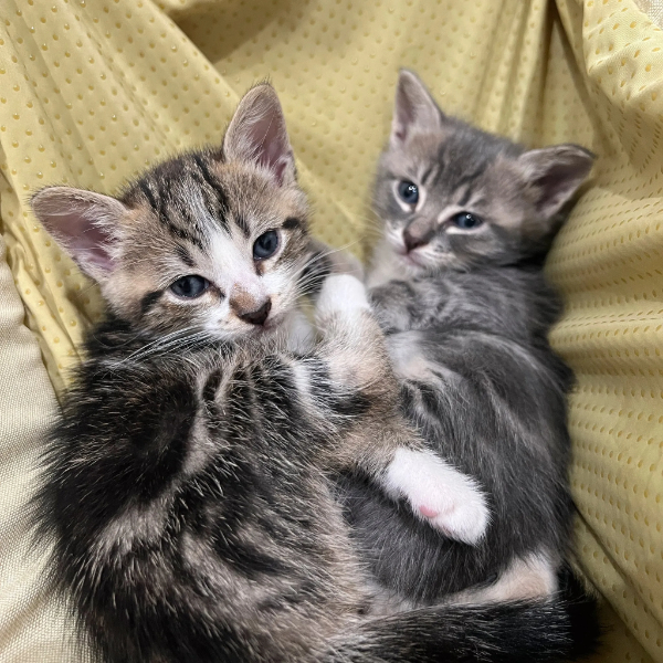 Happy Cat Saturday to Everyone!