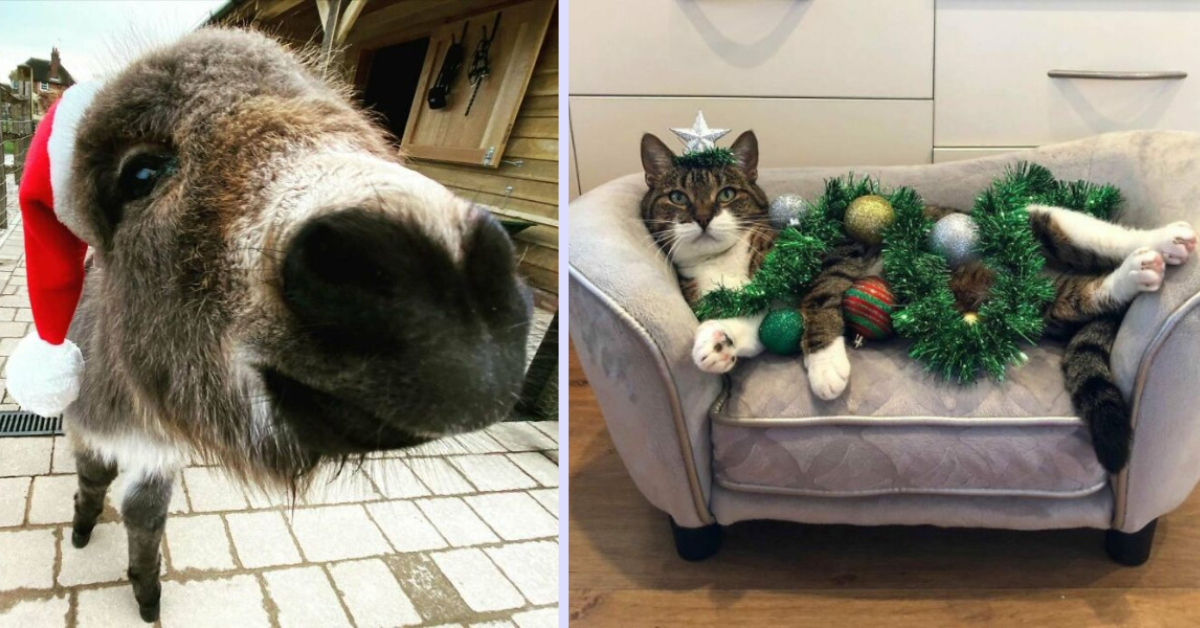 Festive animals lead