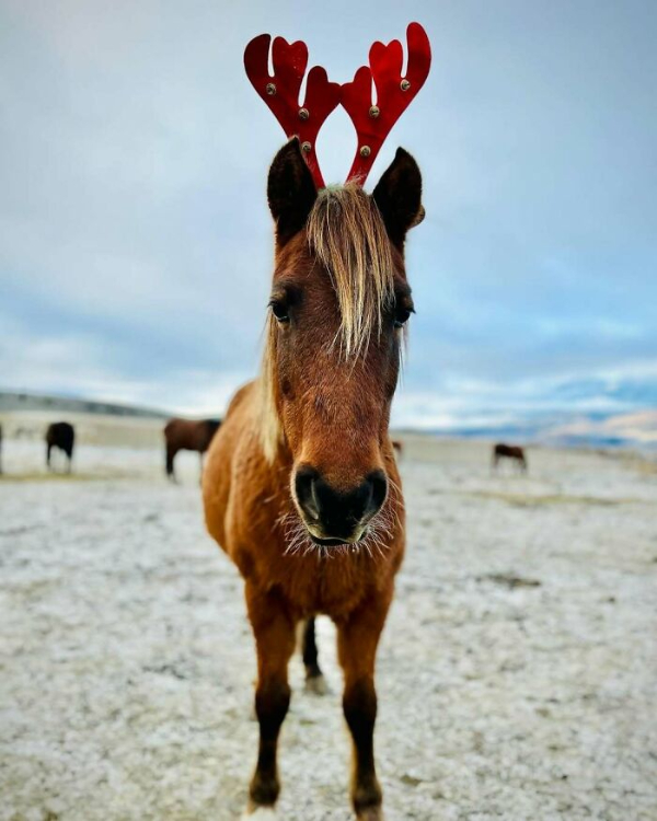 These Festive Animals Are Getting in the Christmas Spirit